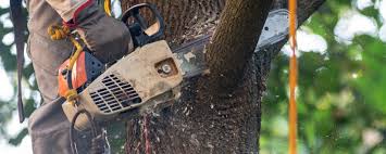 Best Aeration Services  in Los Altos Hills, CA