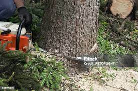 Los Altos Hills, CA Tree Care Company