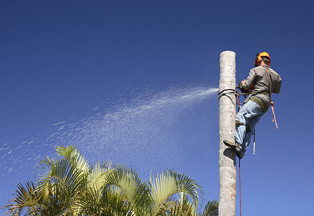 Best Lawn Renovation and Restoration  in Los Altos Hills, CA