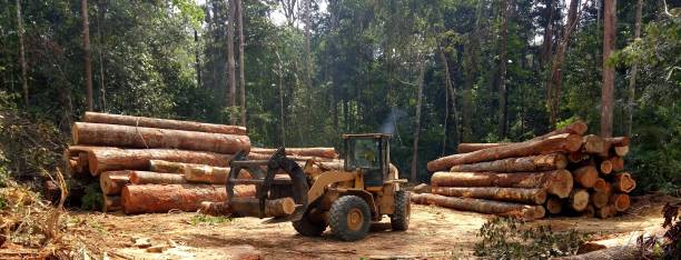 Best Tree Disease Treatment  in Los Altos Hills, CA