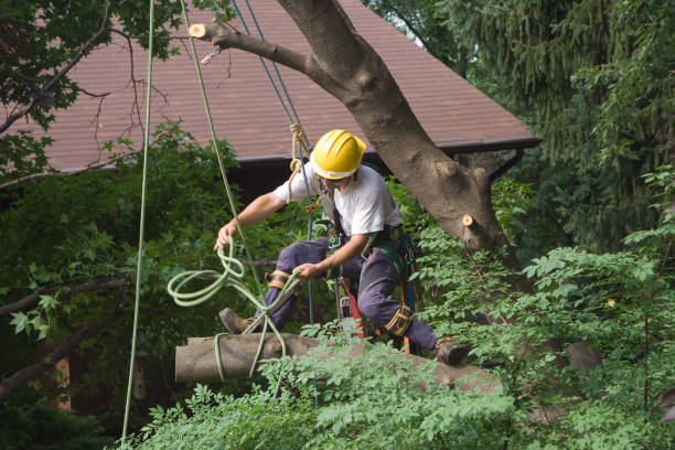 Tree and Shrub Care in Los Altos Hills, CA
