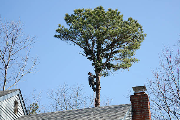 Mulching Services in Los Altos Hills, CA