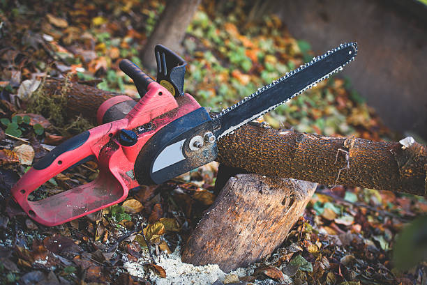 How Our Tree Care Process Works  in  Los Altos Hills, CA